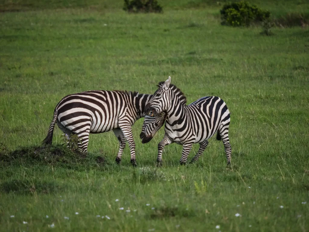Two zebra stallions battling for dominance in the Masai Mara