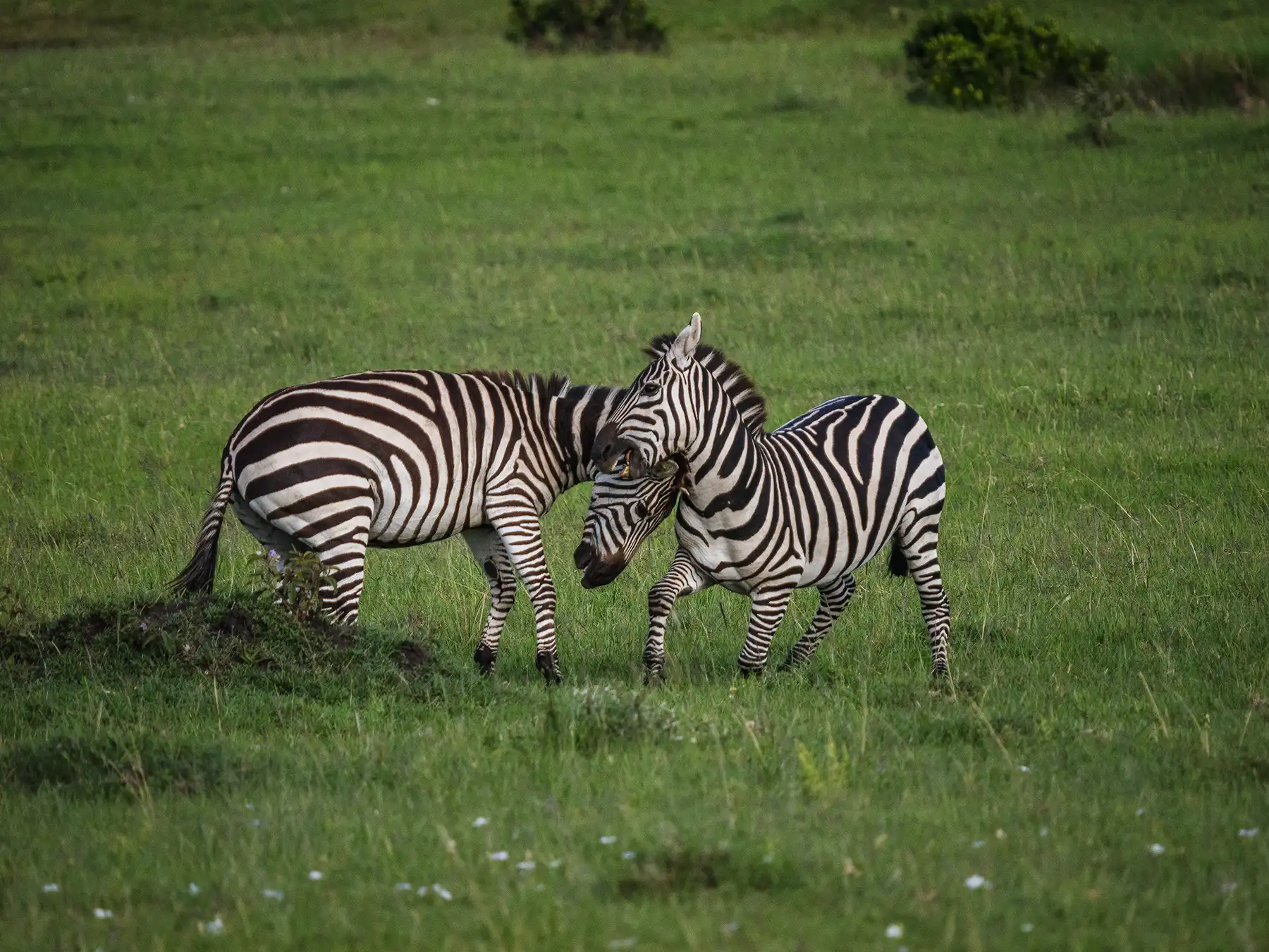 Two zebra stallions battling for dominance in the Masai Mara