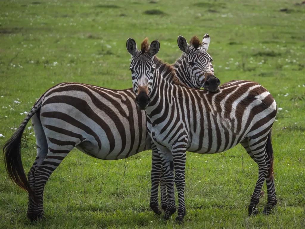 Zebras in the Masai Mara National Reserve in Kenya