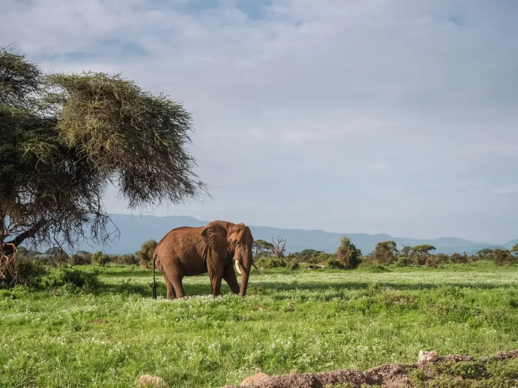 Big Tusker in Amboseli National Park, Kenya during the wet season in November.
