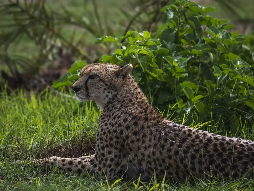 Cheetah in Masai Mara, Kenya