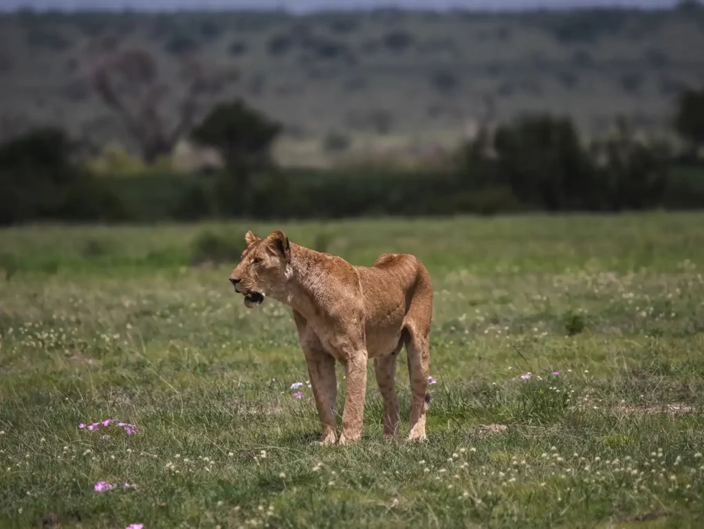 A female lion sighting prey in Amboseli, Kenya