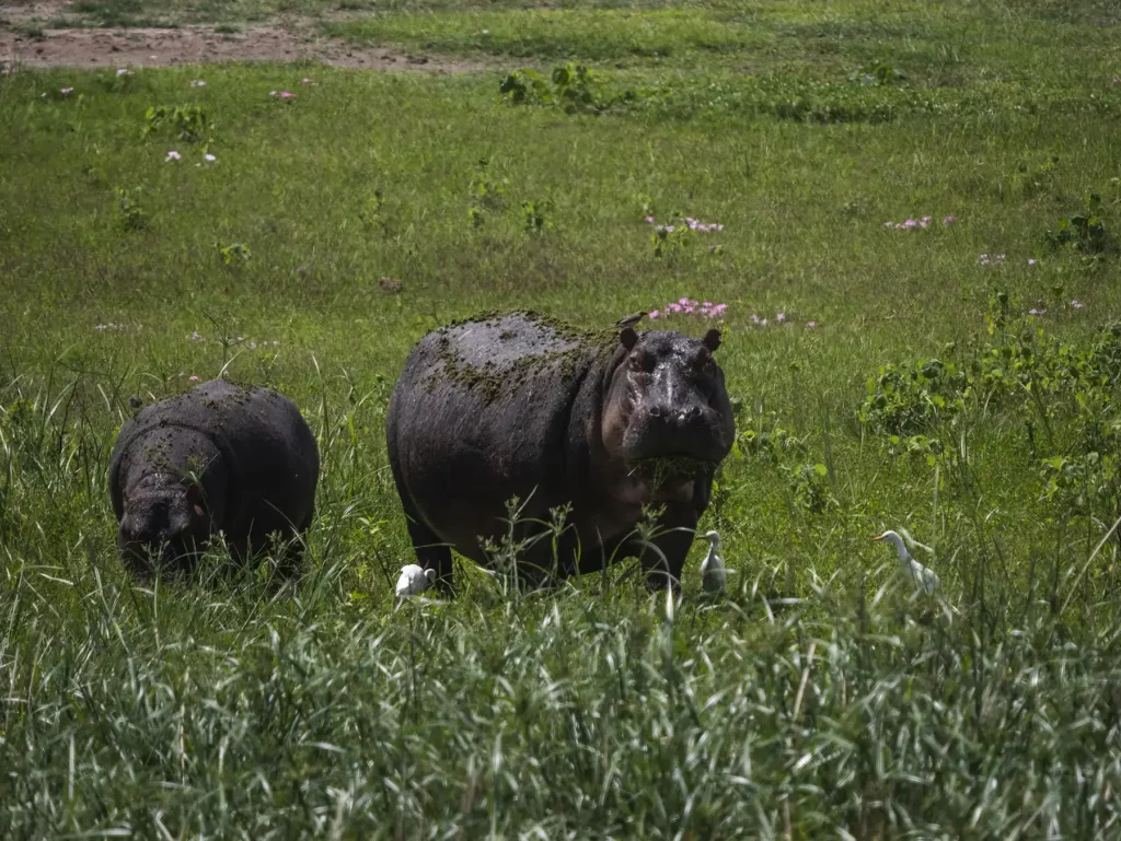 A pair of hippos in Amboseli, Kenya. It's rare to see them out of the water.