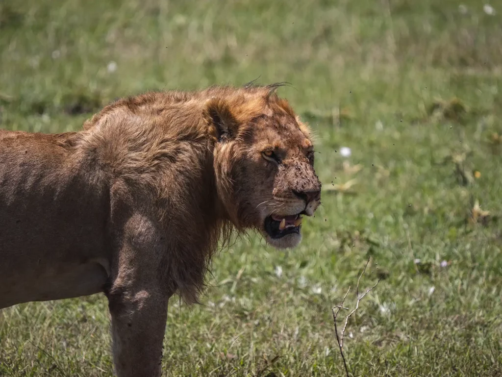 A young male lion in the Masai Mara, Kenya