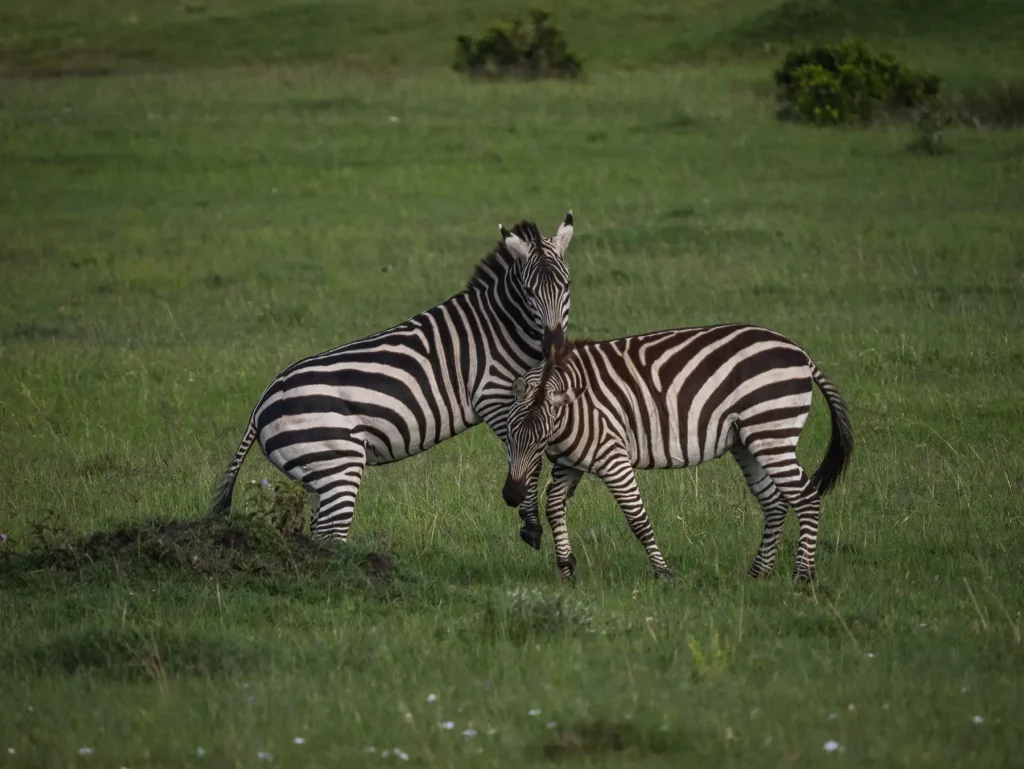 Two zebras fighting in the Masai Mara, Kenya