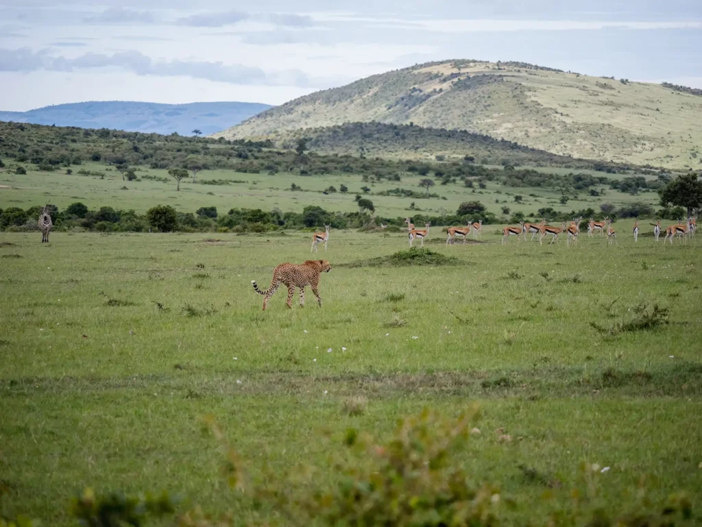 Cheetah hunting in the Massai Mara, Kenya