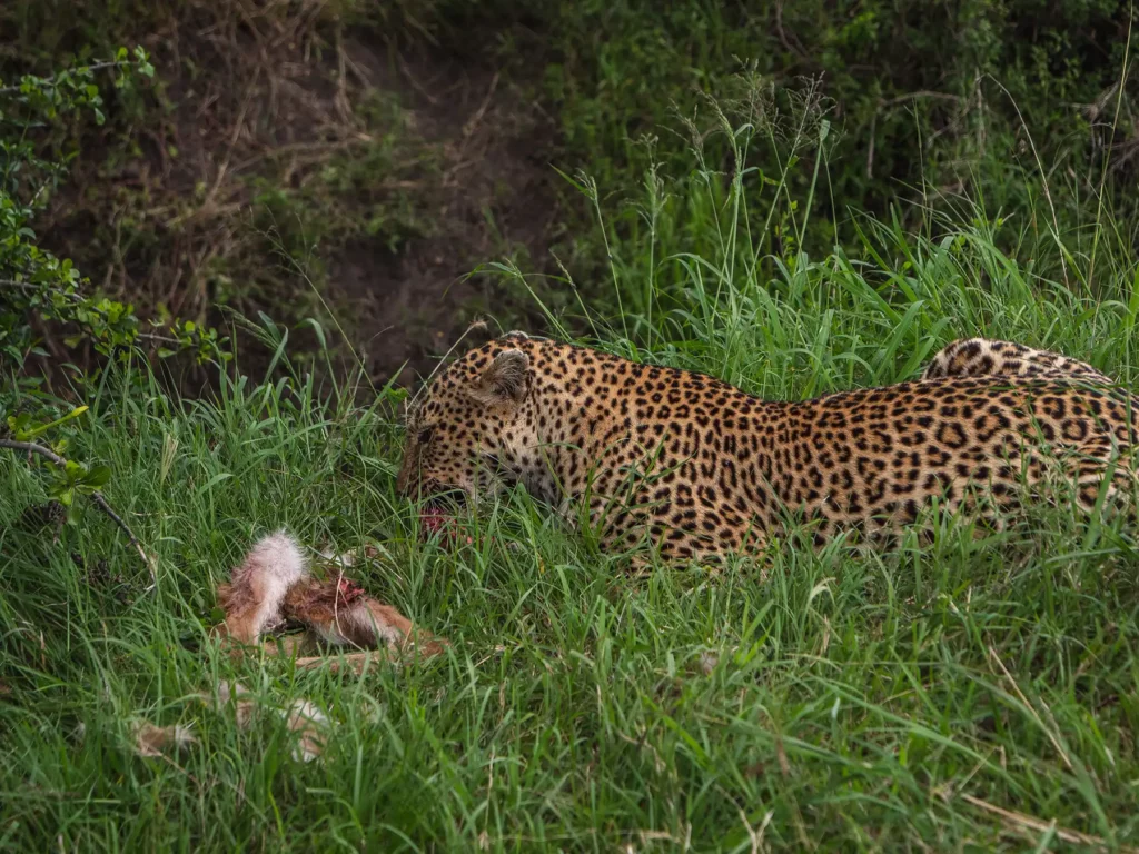 Leopard with kill in Masai Mara, Kenya