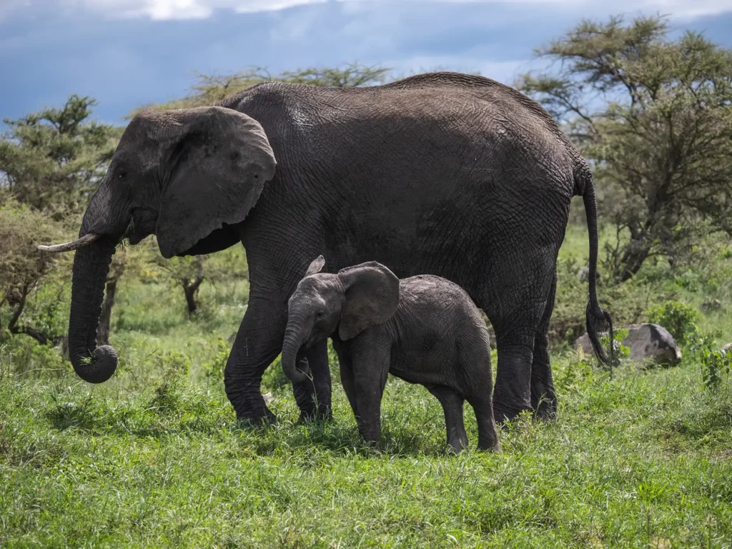 African elephant with calf photographed during the lush wet season in the Serengeti, Tanzania