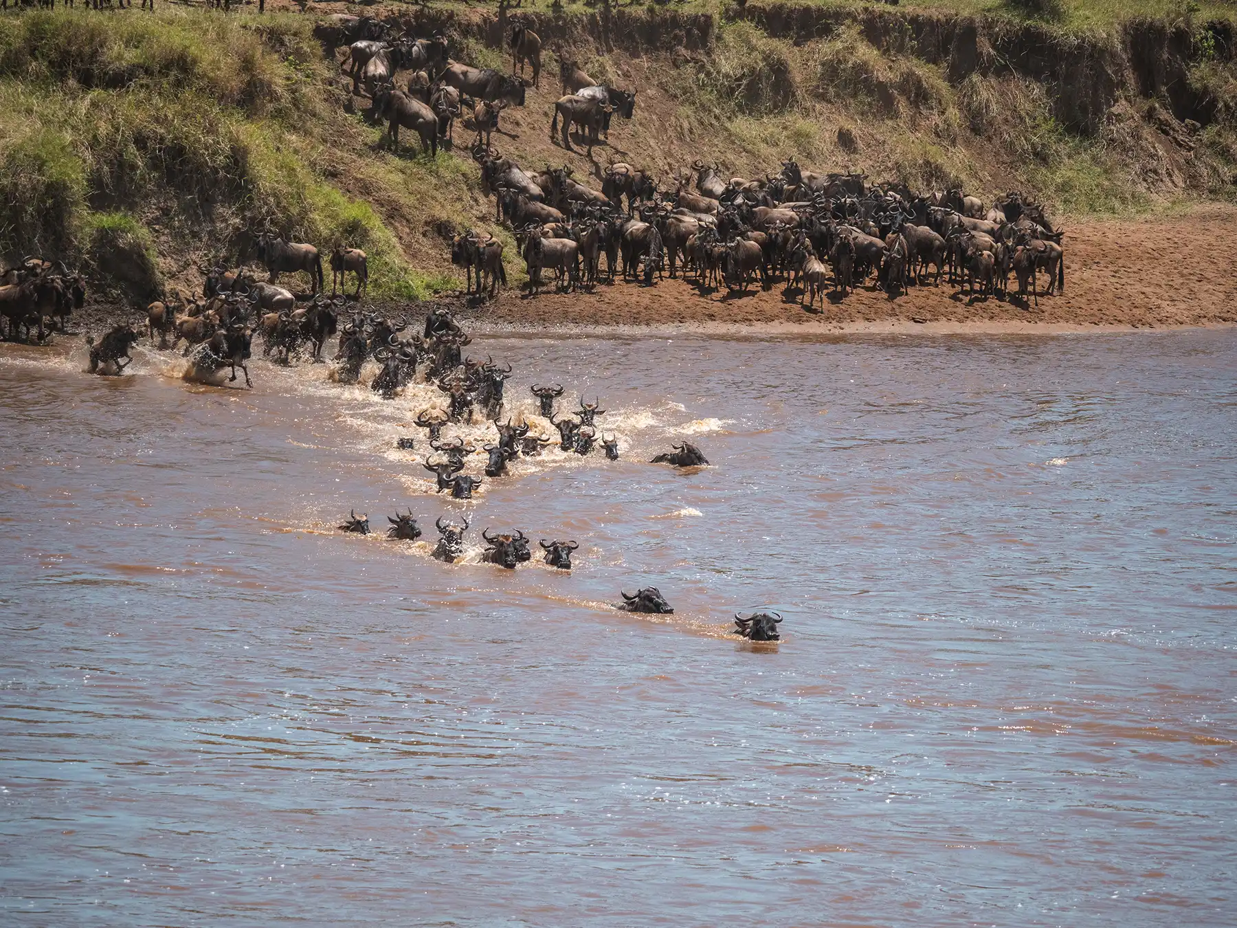 Wildebeests crossing the Mara River as part of the Great Migration