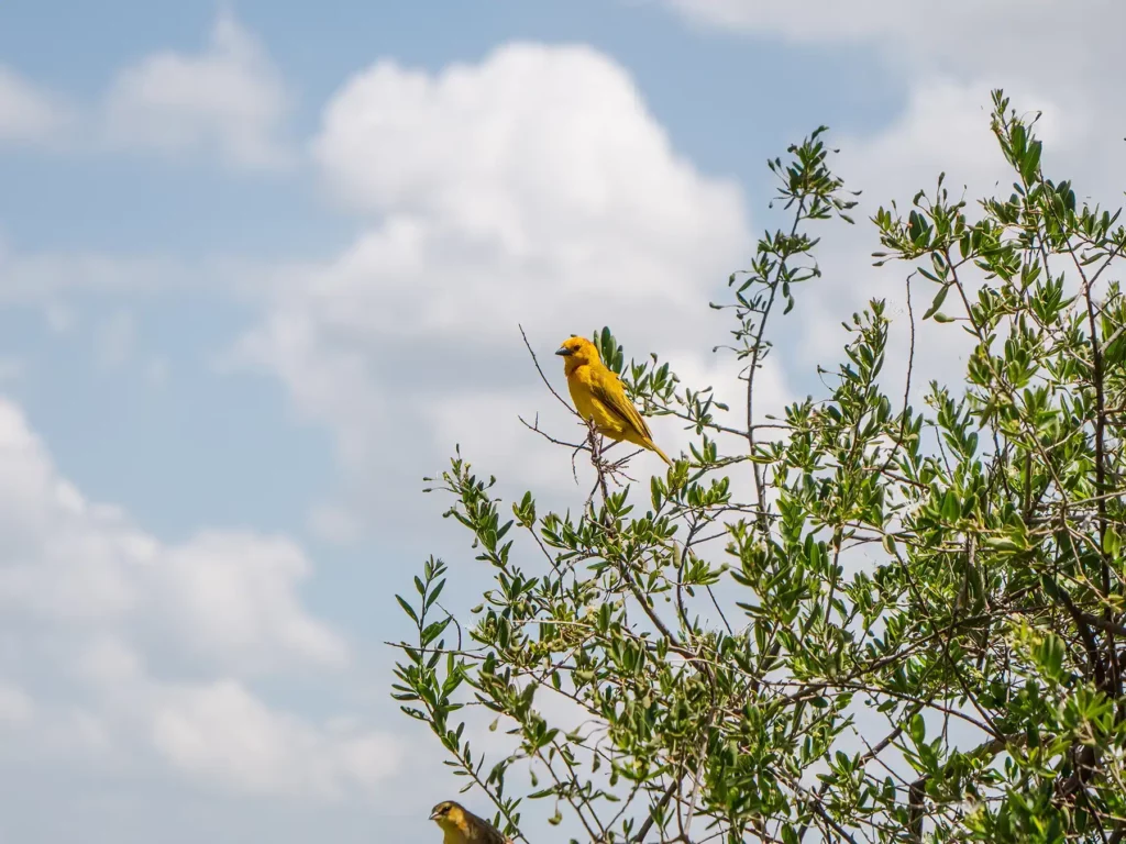 African golden weaver in Amboseli, Kenya