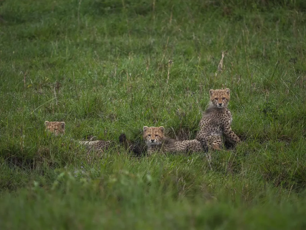 Baby Cheetahs in the Masai Mara. Photo taken during the short rains in October