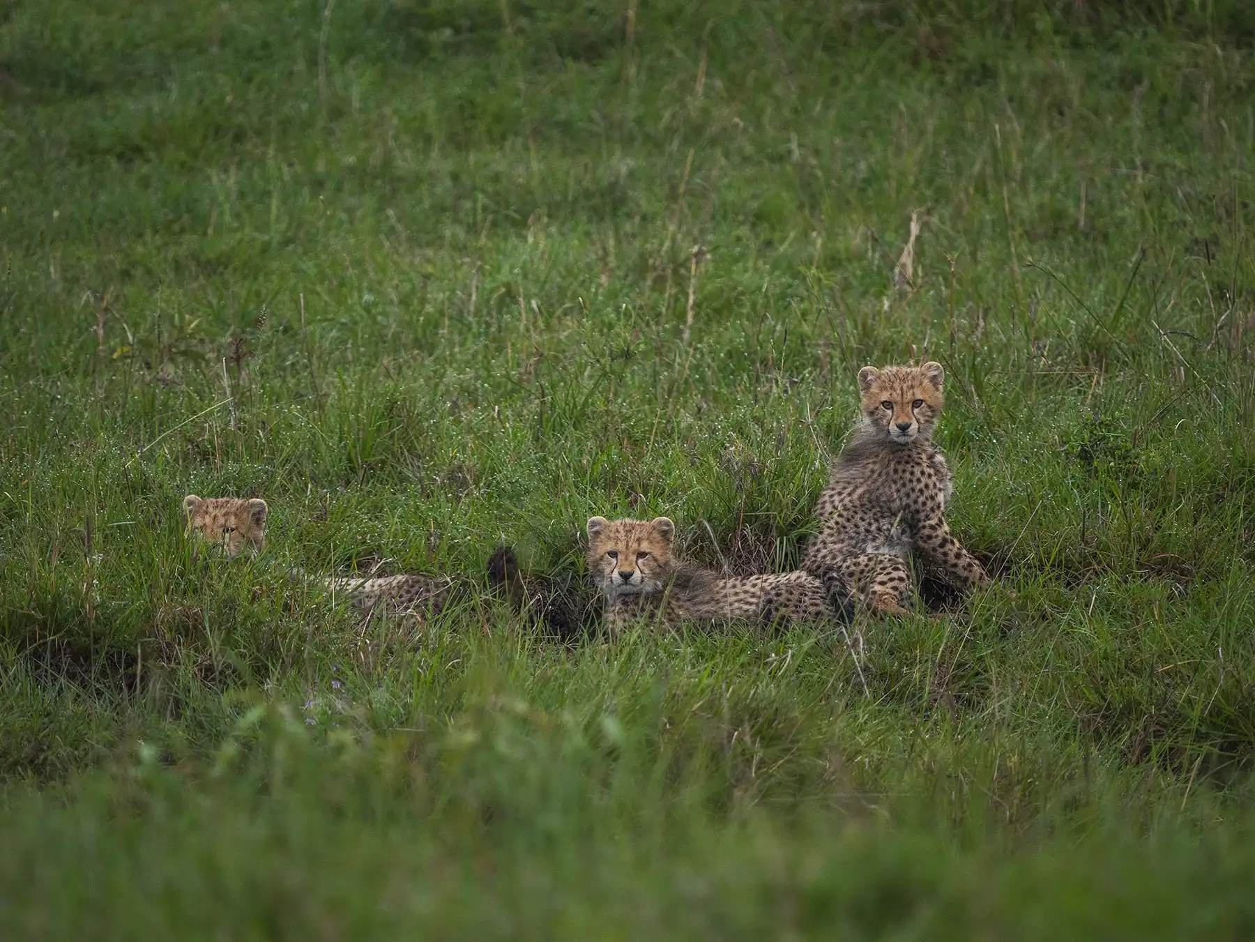 Baby Cheetahs in the Masai Mara. Photo taken during the short rains in October