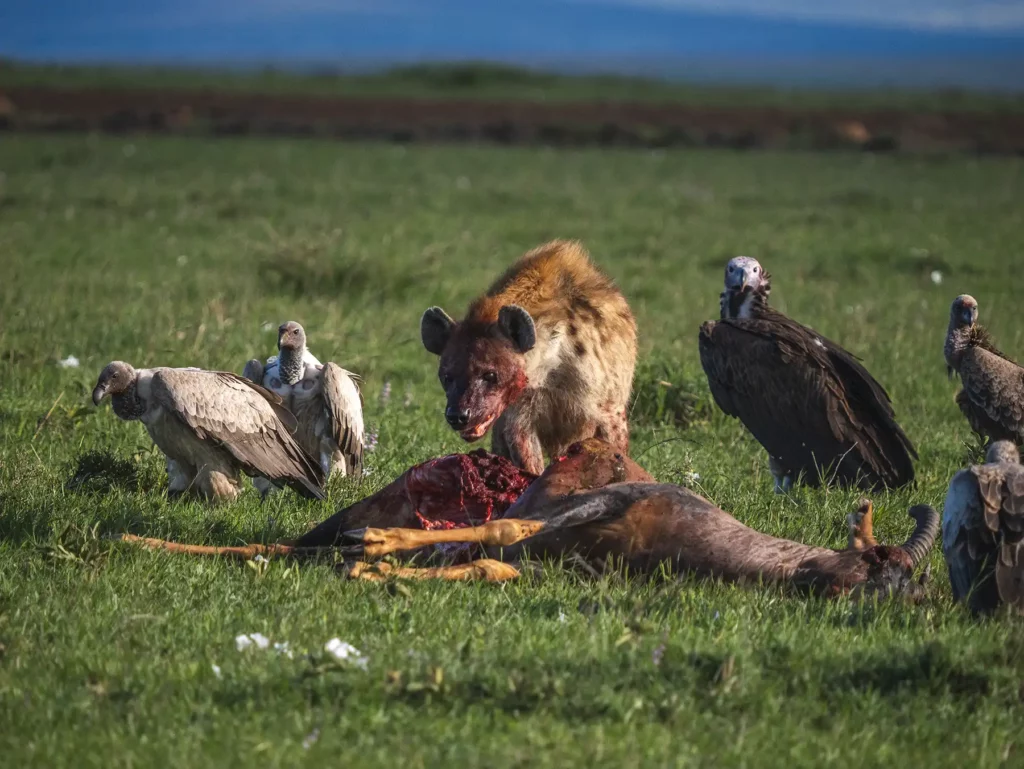 Hyena on a kill in the Masai Mara, Kenya