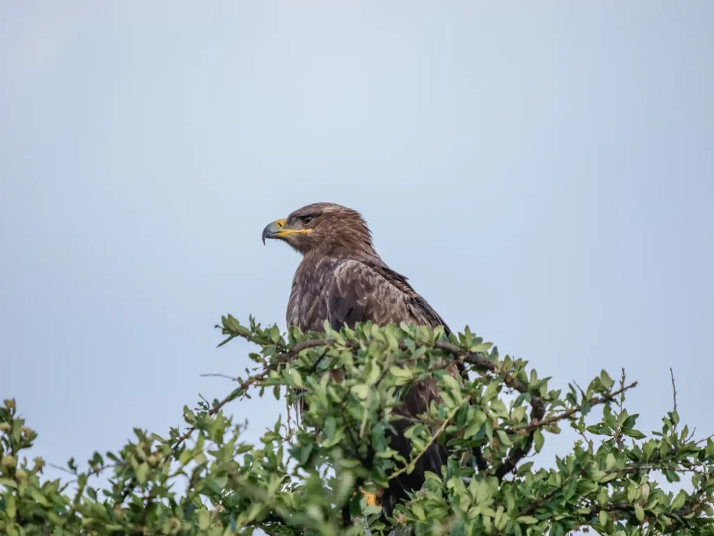 Tawny eagle in the Masai Mara