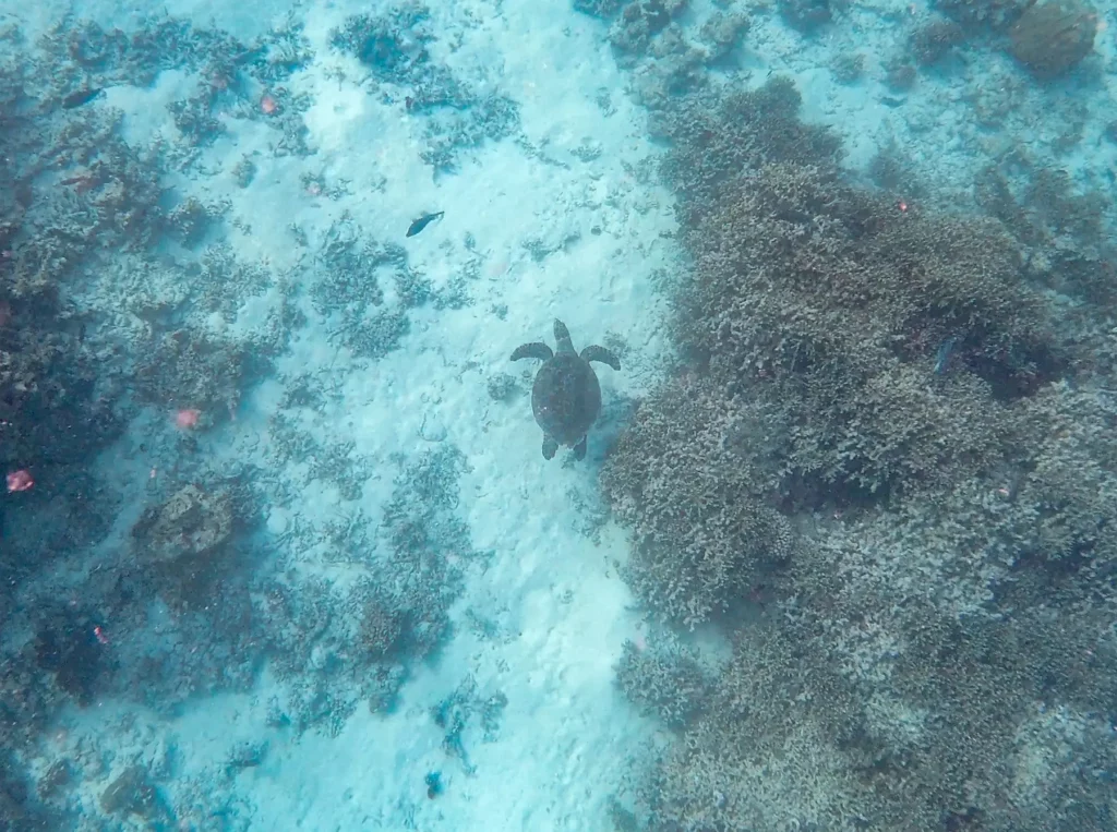 Turtle by reef, Zanzibar