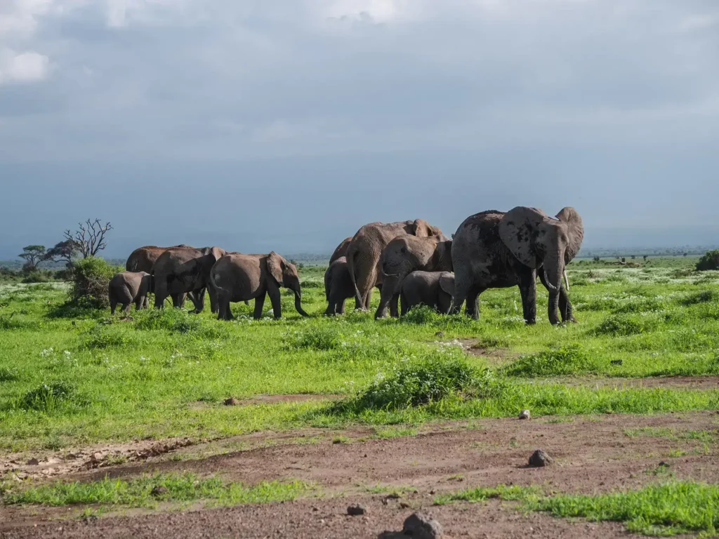 Herd of Elephants on their daily journey to the swamps in Amboseli National Park
