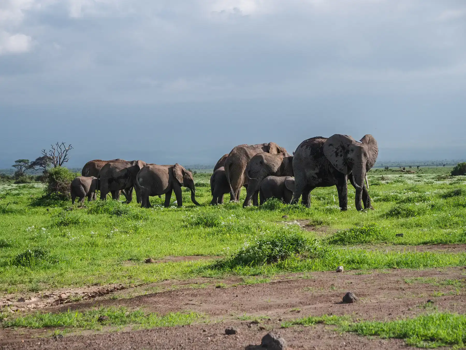 Herd of Elephants on their daily journey to the swamps in Amboseli National Park