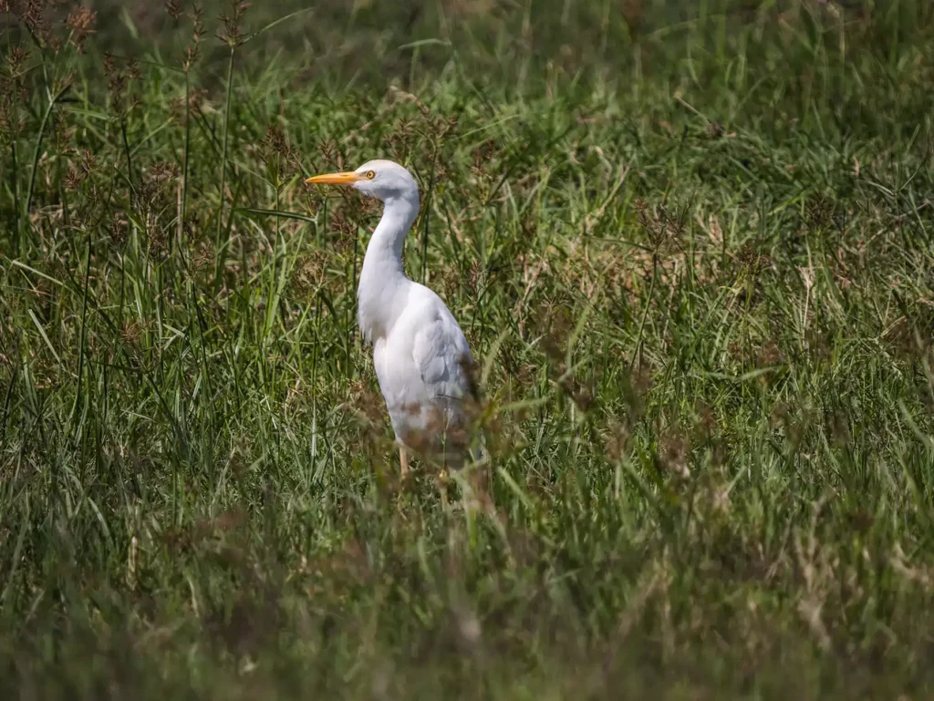 Great Egret in Kenya