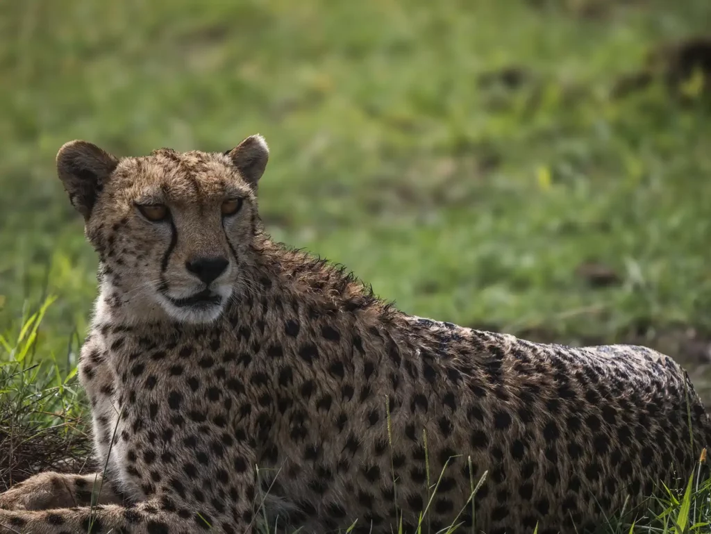 Cheetah in Amboseli, Kenya