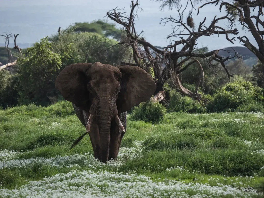 Big tusker elephant in Amboseli, Kenya