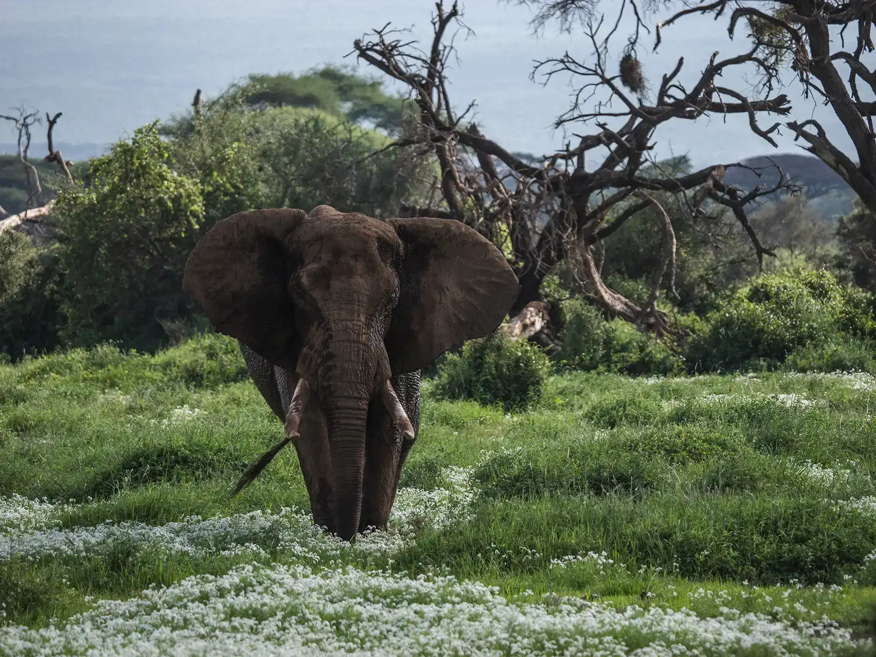 Big tusker elephant in Amboseli, Kenya