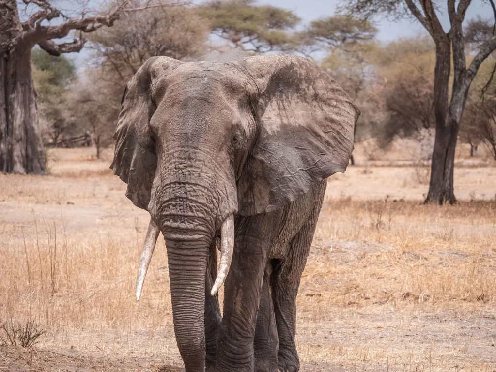Large bull elephant in Tarangire National Park