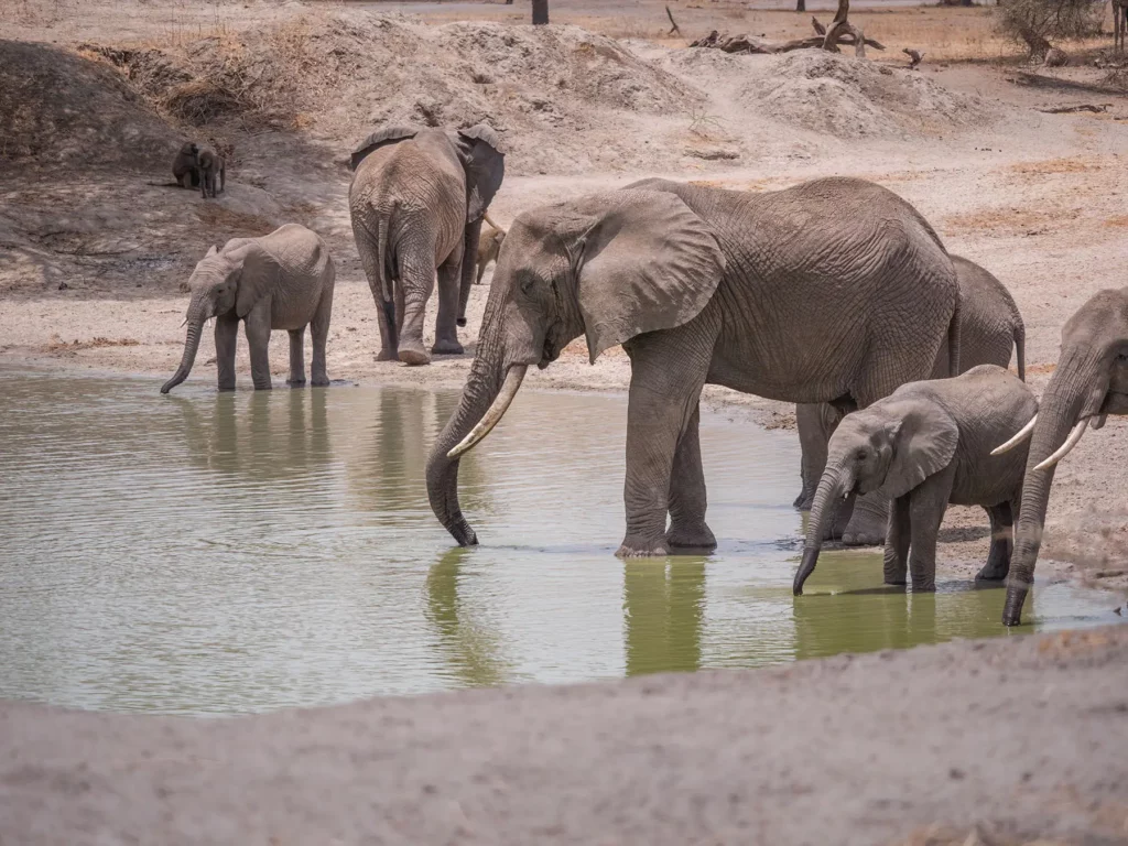 Elephants drinking from a watering hole in Tarangire National Park