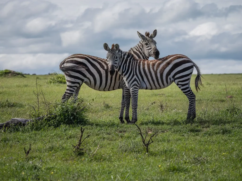 A pair of zebras in the Masai Mara