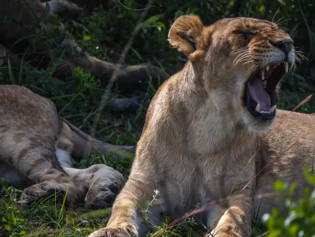 Lion cub in Masai Mara, Kenya
