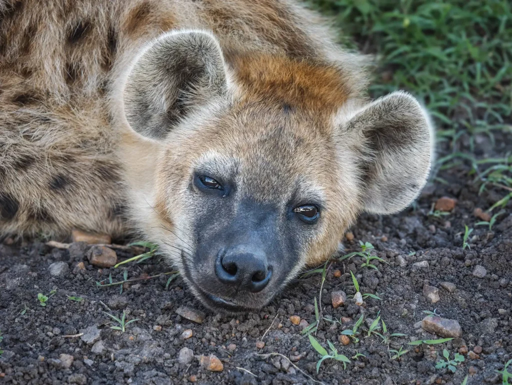 A young hyena in the Masai Mara, Kenya