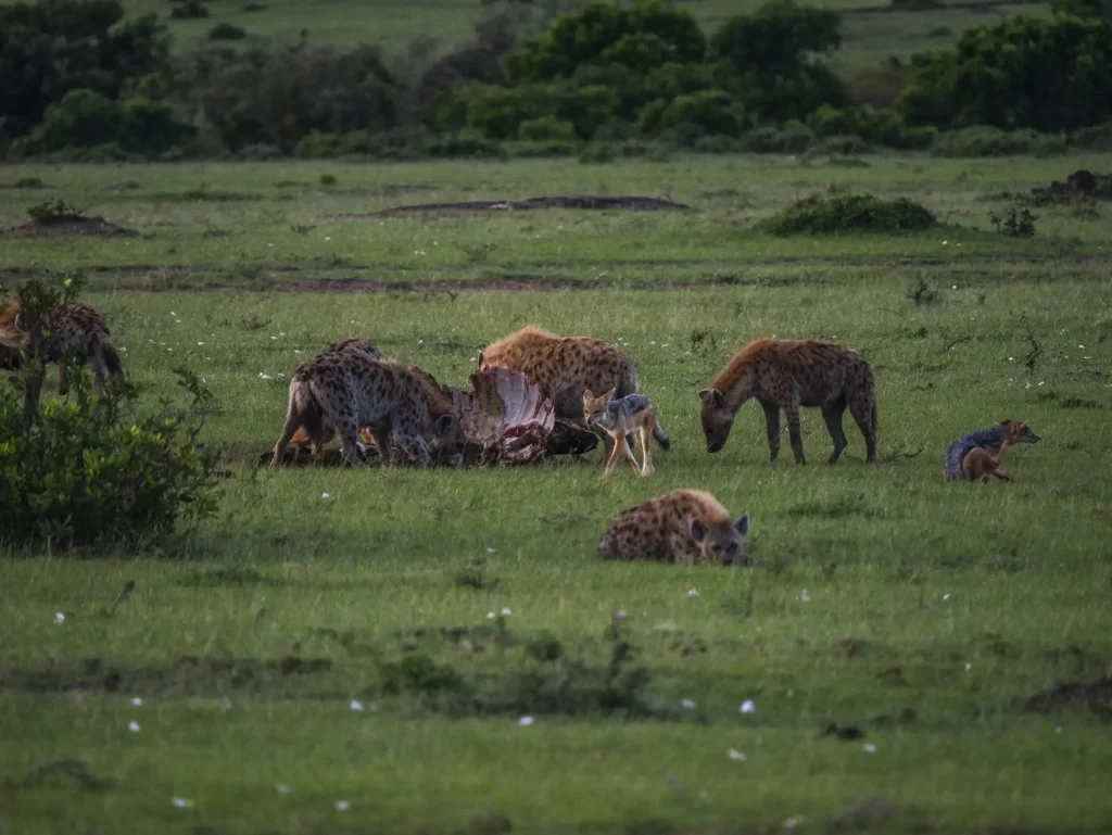 Hyenas on a kill with a jackle waiting for his turn. Masai Mara, Kenya