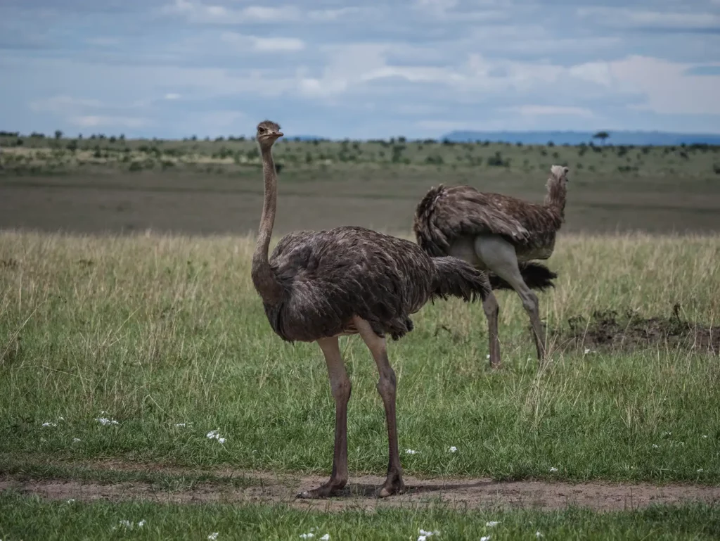 A pair of ostriches in Masai Mara