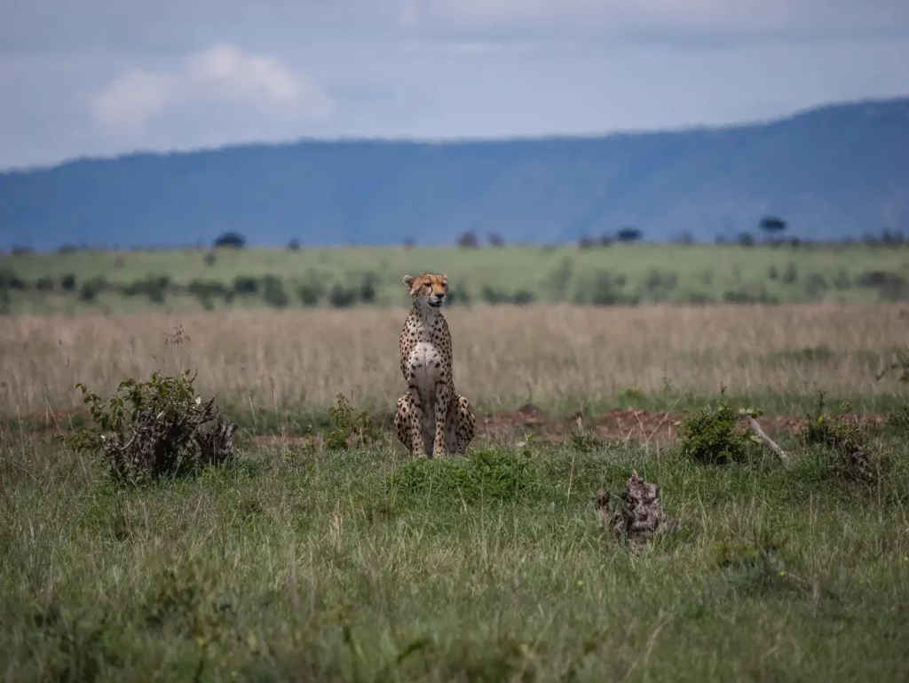 Cheetah surveying the savannah in the Masai Mara
