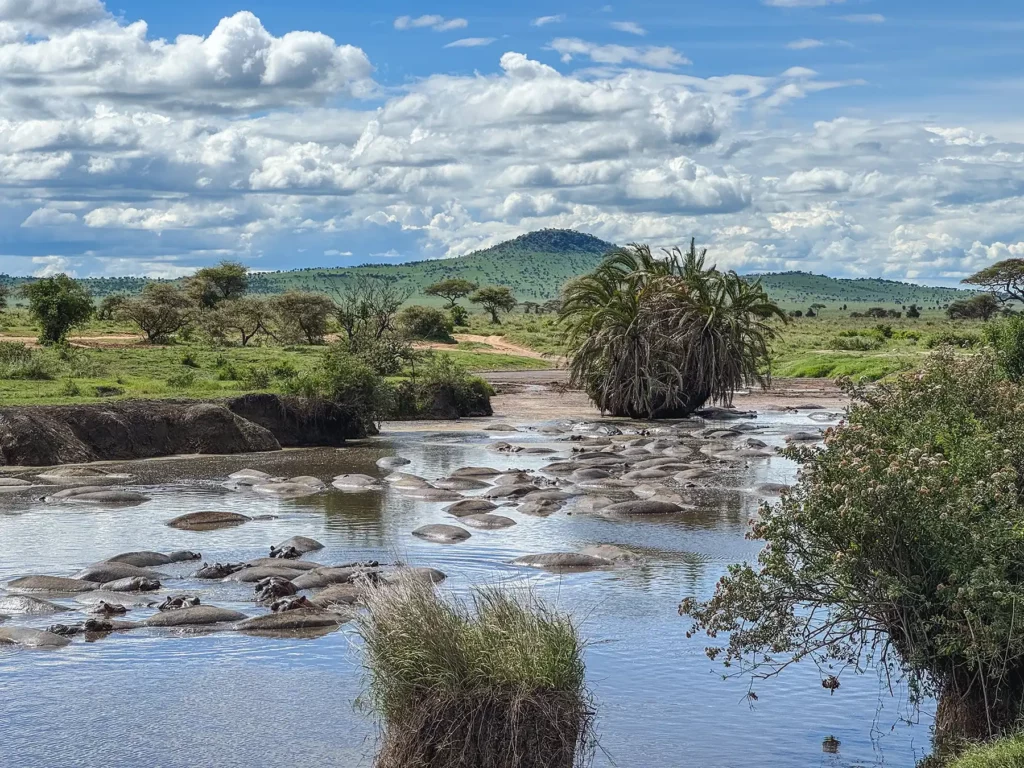 Pool full of hippos in Serengeti
