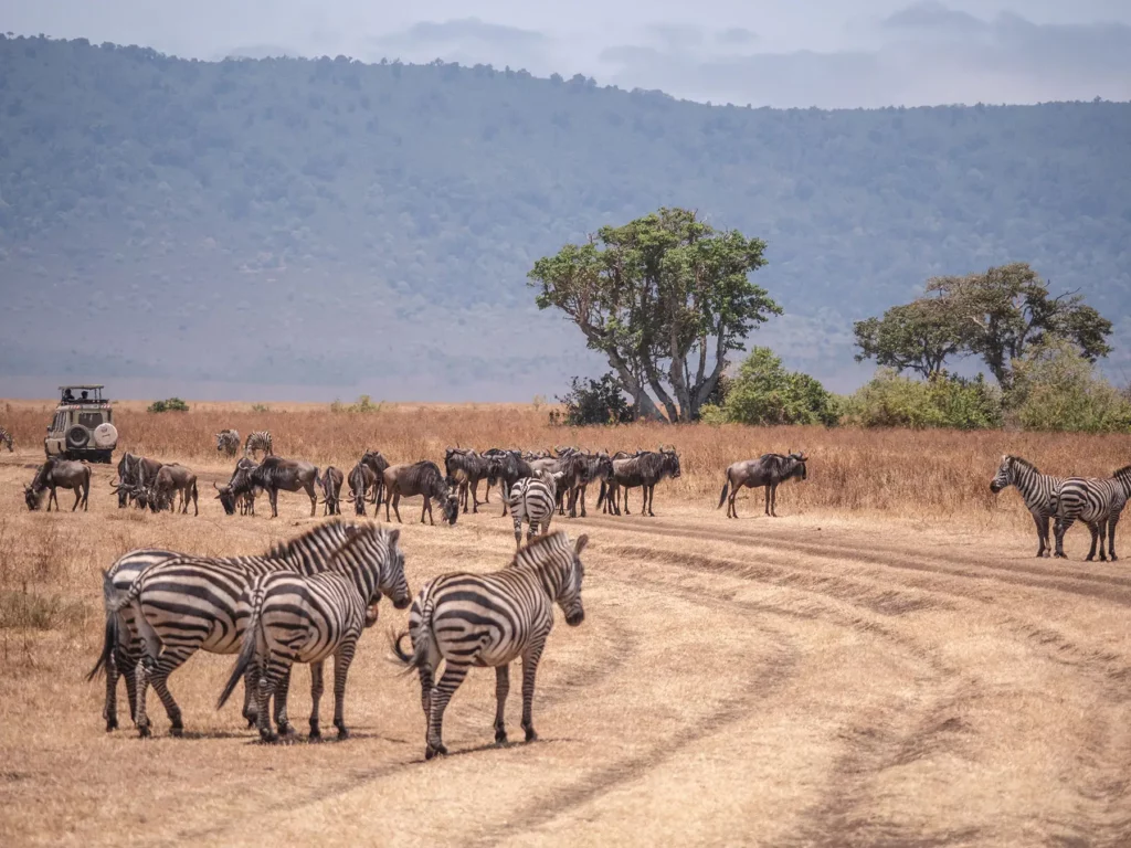 Zebras and Wildebeest within Ngorongoro Crater, Tanzania