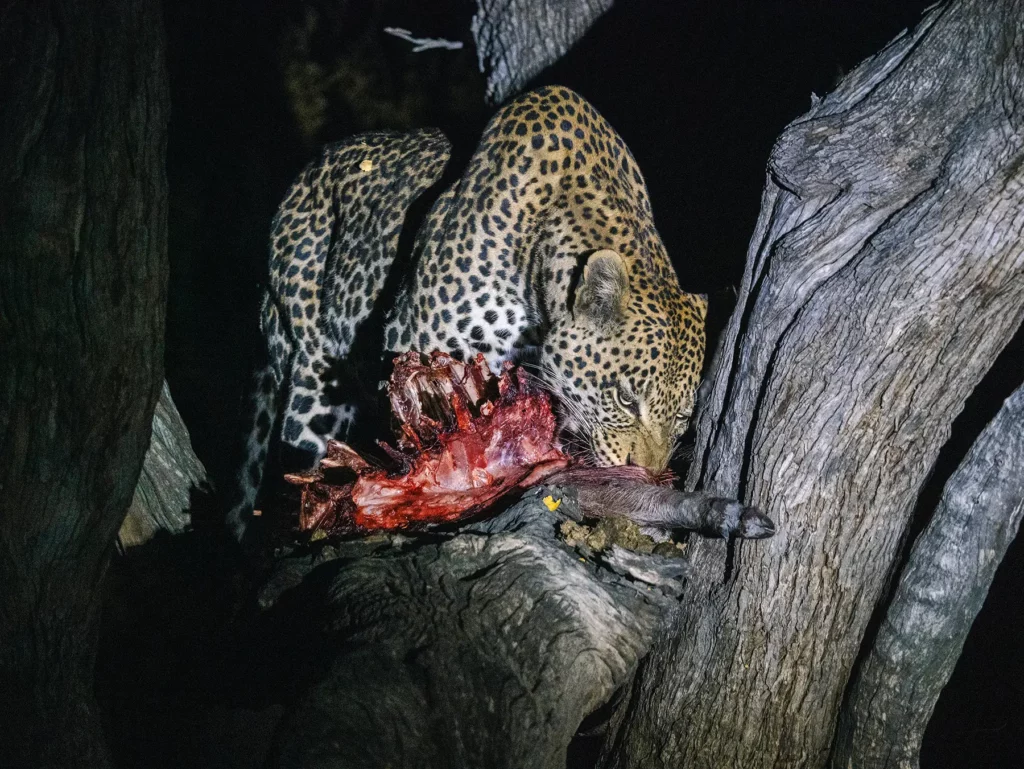 Leopard eating a warthog in a tree spotted during a night game drive in Botswana