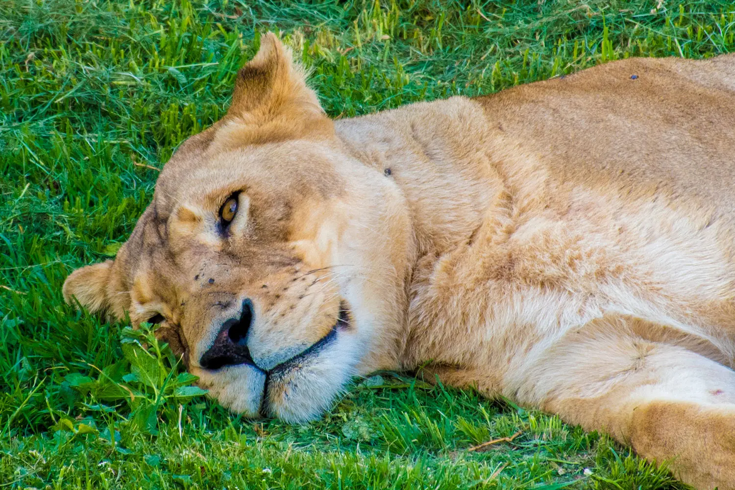 Lion at Lionsrock Sanctuary in South Africa