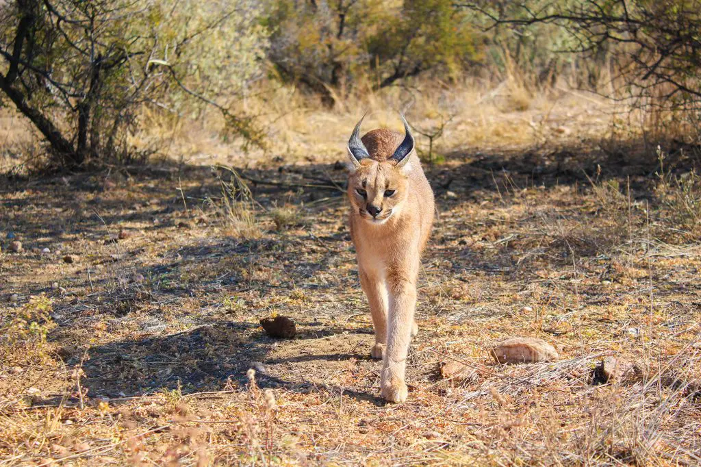 Caracal at Naankuse Wildlife Sanctuary Namibia