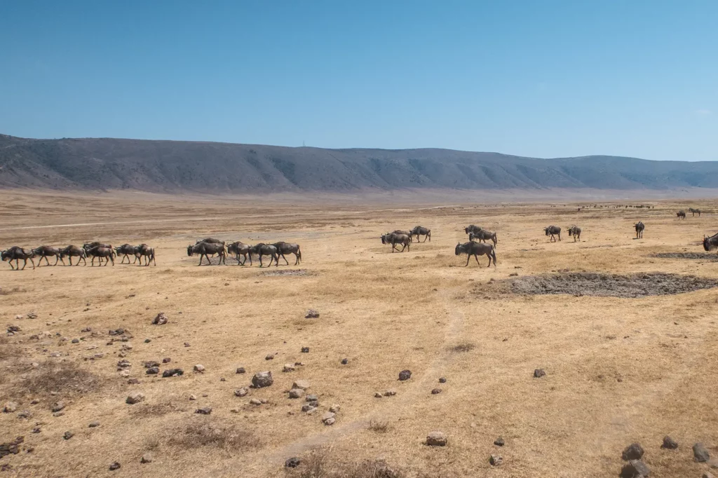 herds of wildebeest in ngorongoro crater