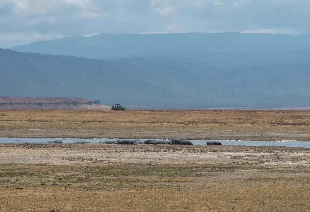 hippos in ngorongoro crater, tanzania