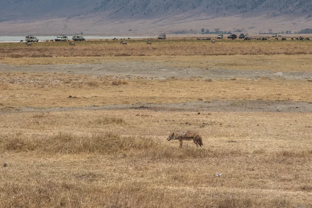 Golden Wolf in Ngorongoro Crater with safari trucks in the background