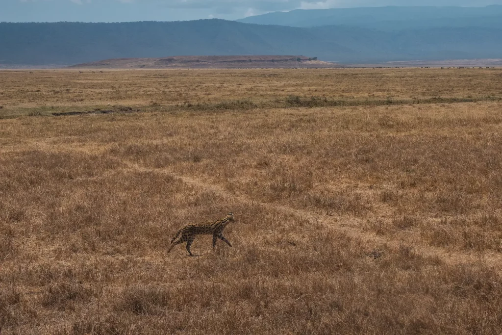 Serval hunting in Ngorongoro Crater