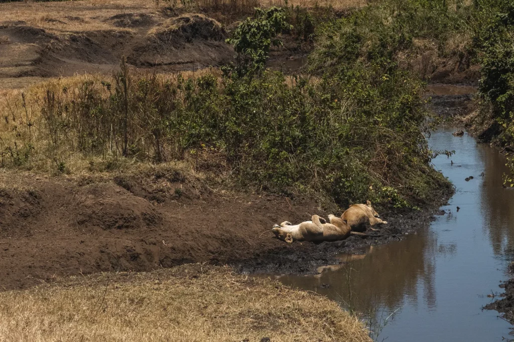 Lioness lazing in the sun in Ngorongoro Crater