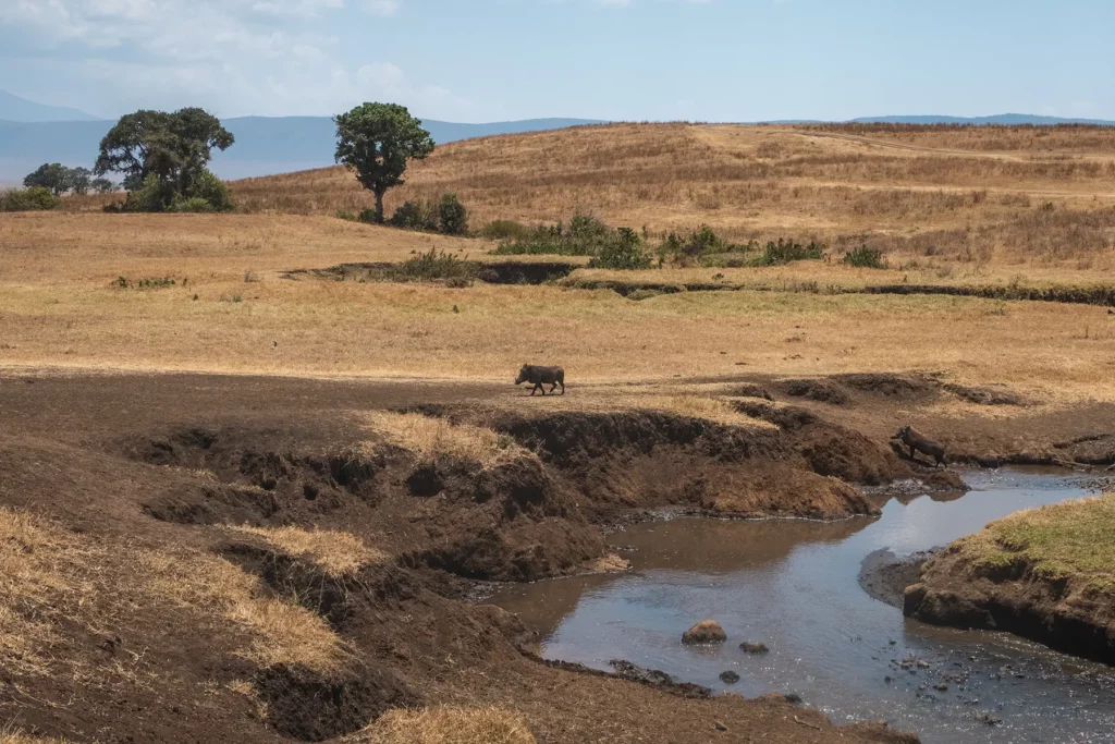 two warthogs on the banks of a river in ngorongoro crater