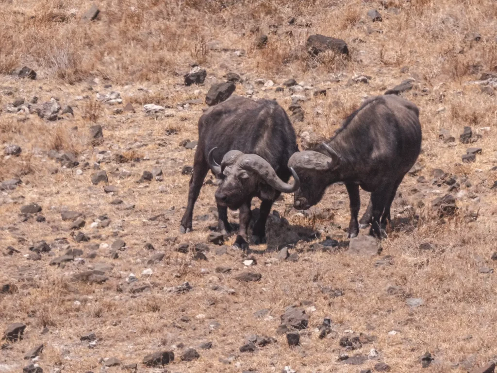 buffalo in ngorongoro crater