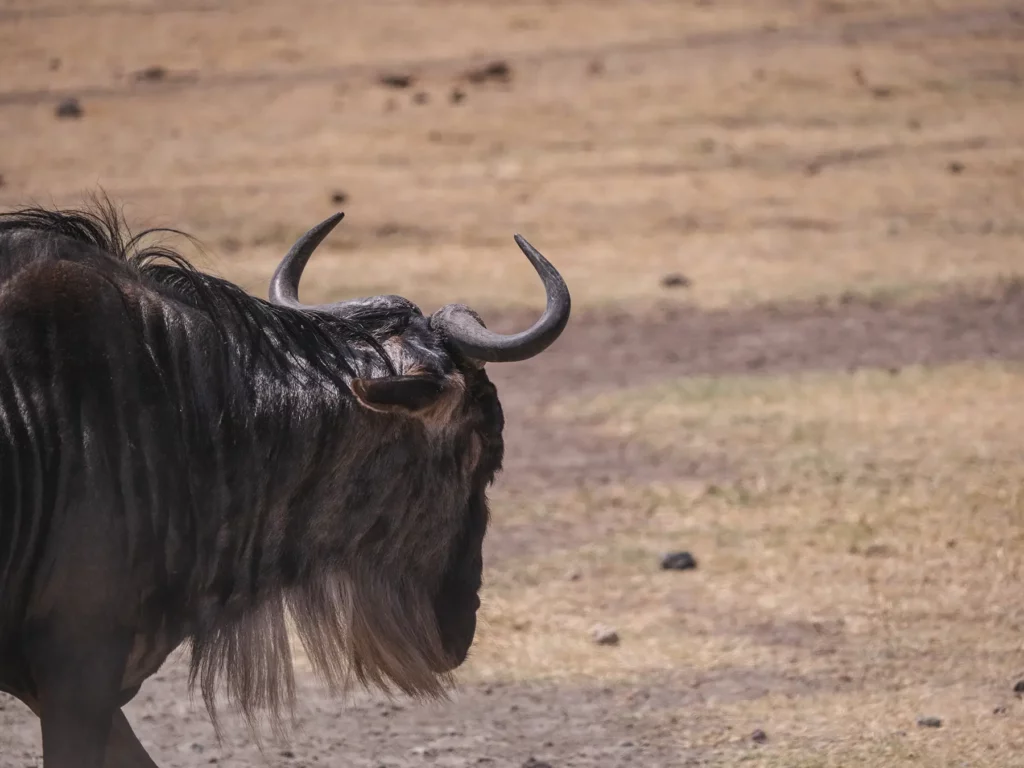 Wildebeest in Ngorongoro Crater