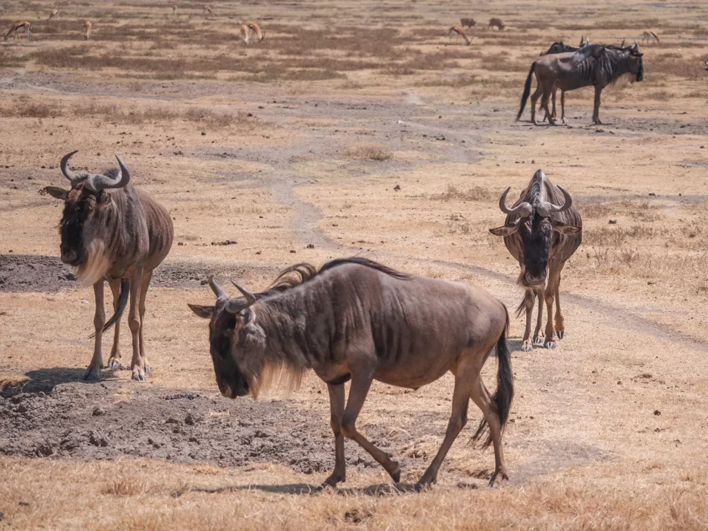 wildebeest in Ngorongoro Crater