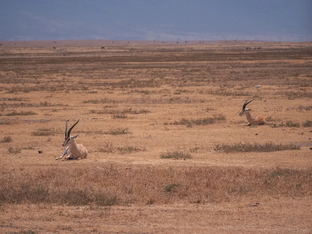 a pair of grant's gazelles in ngorongoro crater