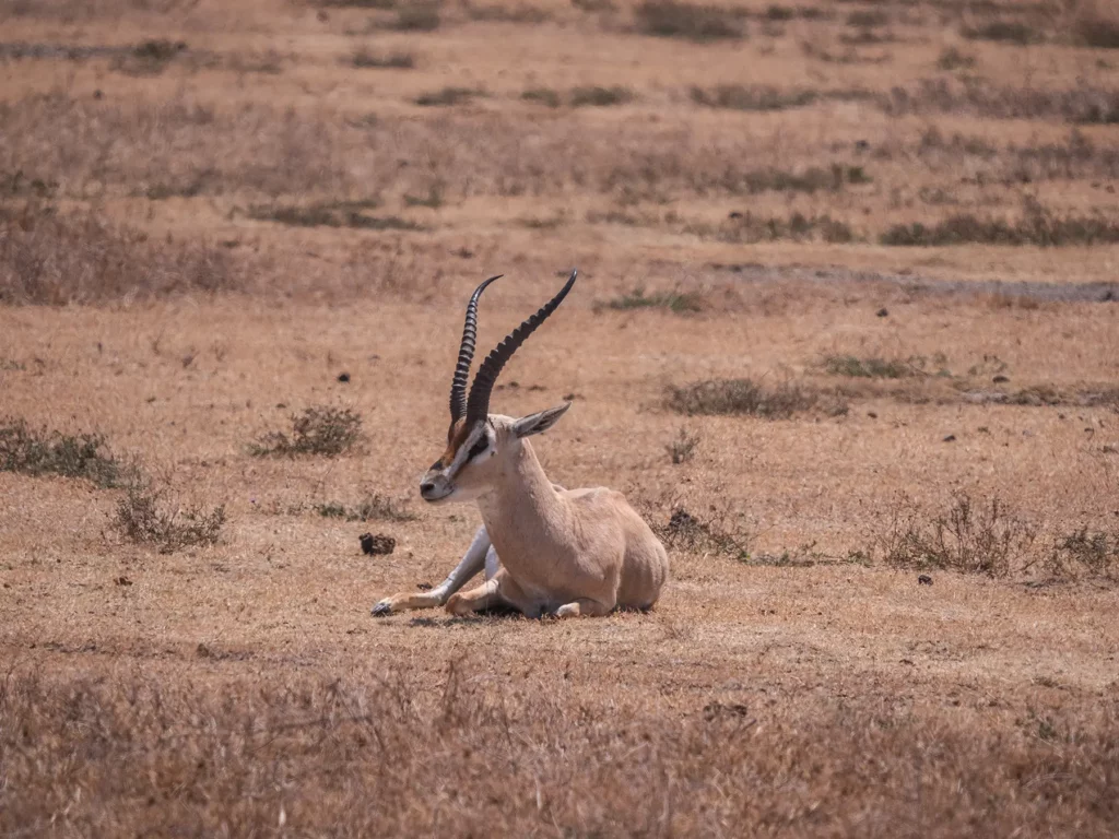Grant's gazelle in ngorongoro crater