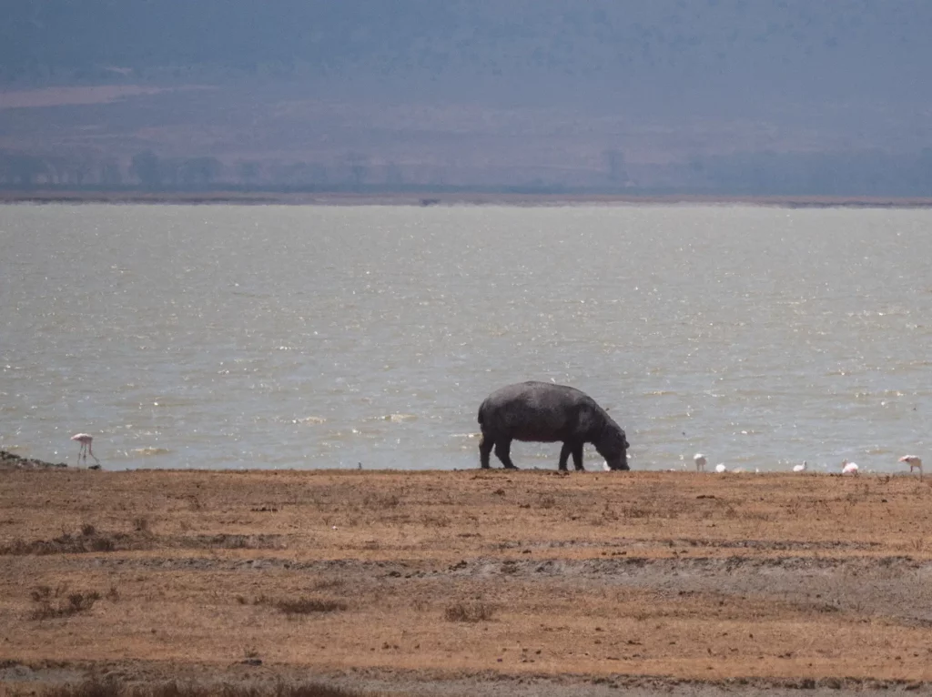 hippo by Lake Magadi in the Ngorongoro Crater